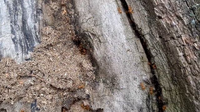 Загадки эзотерической картины молчания