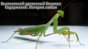 ВЬЕТНАМСКИЙ ДРЕВЕСНЫЙ БОГОМОЛ // СОДЕРЖАНИЕ И ЗАСЕЛЕНИЕ
