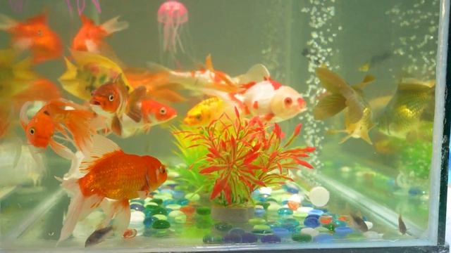 Cute Animals: Baby Turtles, Dragon Carp, Ornamental Sharks, Lovely Ranchu смотреть онлайн