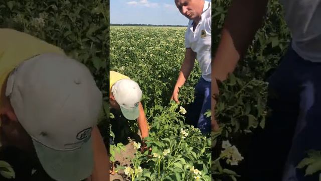 Картофель Маверик смотреть онлайн
