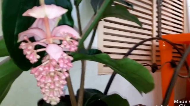 #ОРХИДЕИ Мединилла цветет. Первое домашнее цветение. Апрель 2018. #МЕДИНИЛЛА смотреть онлайн