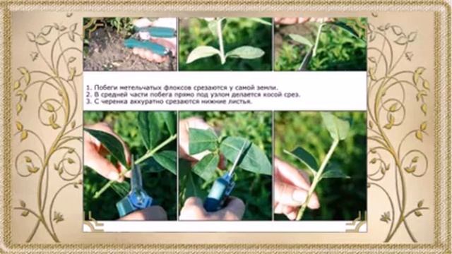 РАСТЕНИЕ МЕСЯЦА : ФЛОКСЫ смотреть онлайн