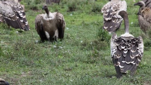 ГРИФ - птица поедающая падаль. Все самое интересное про птицу гриф. Познавательное про птицу смотреть онлайн