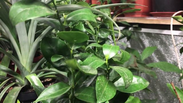 Расцвела МАРАКУЙЯ КВАДРАНГУЛАРИС В ЗИМНЕМ САДУ! Скоро весна! Обзор и дегустация цитрусов, 13.02.24 смотреть онлайн