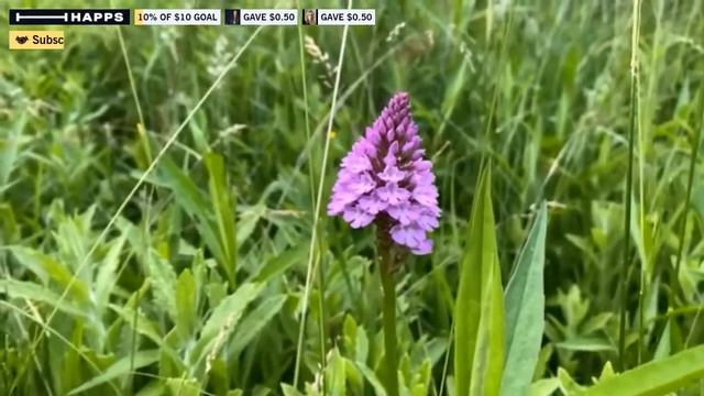 Pyramidal orchid (Anacamptis pyramidalis) at #PerivaleWood. #30DaysWild смотреть онлайн