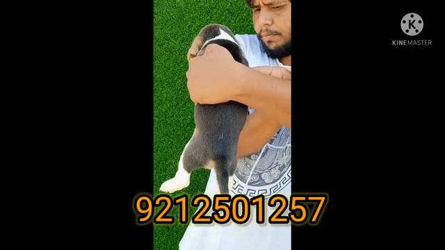 Buy beagle puppy with the price @14000. Petshop to buy Beagle puppy sale for in Delhi Dwarka Gurgao смотреть онлайн