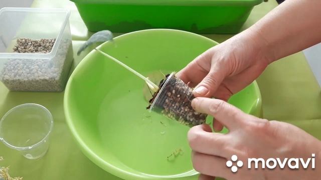 КОМНАТНЫЕ РАСТЕНИЯ(ЦВЕТЫ).МОНСТЕРА БОРЗИГА АЛЬБА,С ДЕТКАМИ.ЦВЕТОЧНЫЕ НОВОСТИ И ДЕЛА. смотреть онлайн