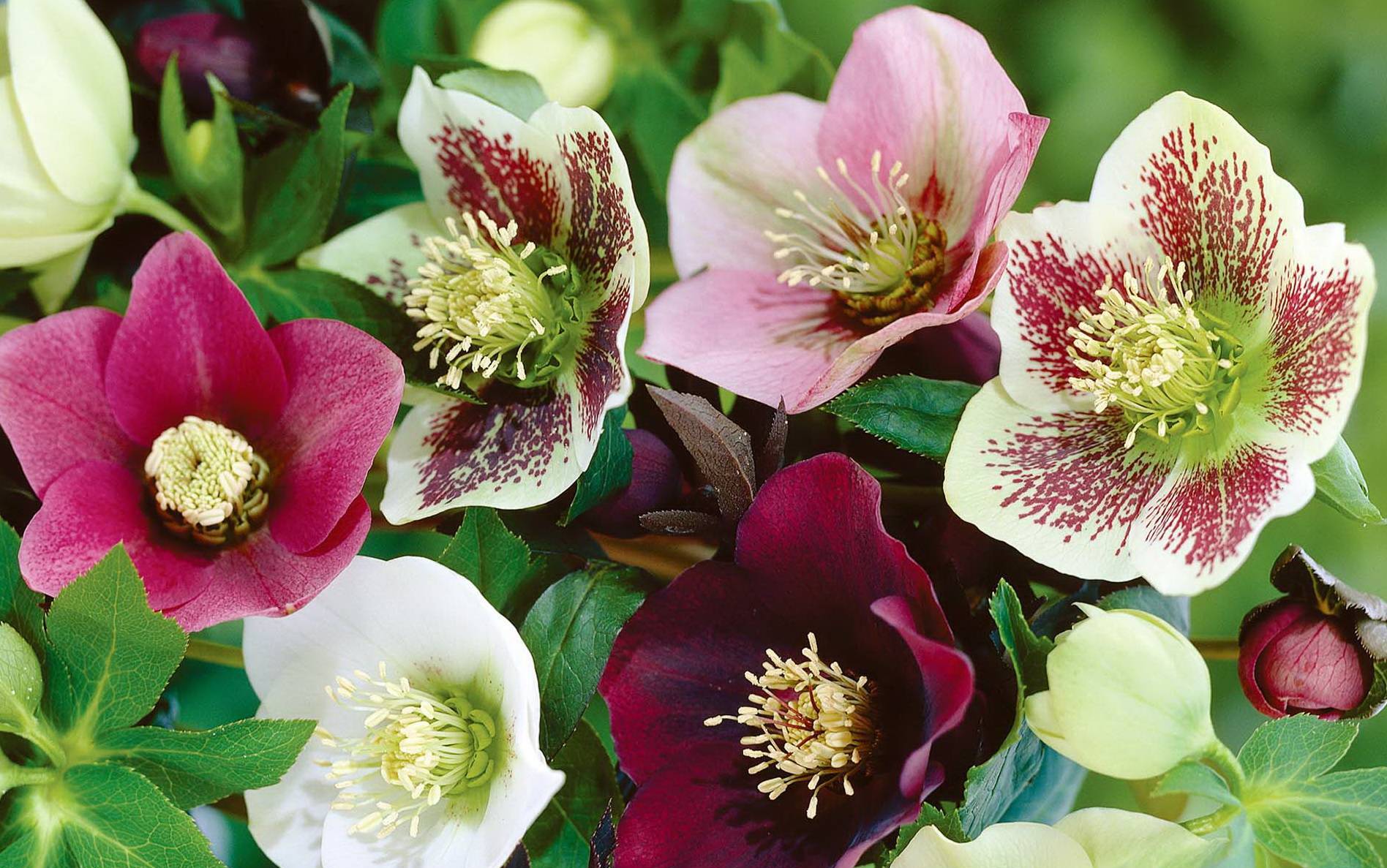 Геллеборус (Helleborus) РЕЛАКС ТЕРАПИЯ ИМПРОВИЗАЦИЯ композитор Виктор Анохин #flowers #newage #piano