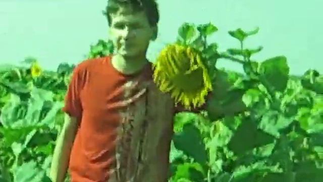 Поле подсолнухов. Сергей Амирт. смотреть онлайн