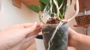 Каттлея. Уход в моих домашних условиях.  Полив. Ошибки.  Почему не цветет???!!!