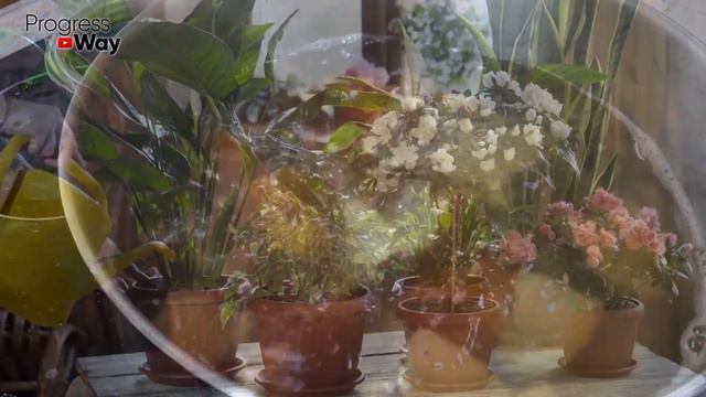 Это Сумасшедшая Подкормка от Которой Денежное Дерево, Декабрист и Все Цветы Пышно Зацветают! смотреть онлайн
