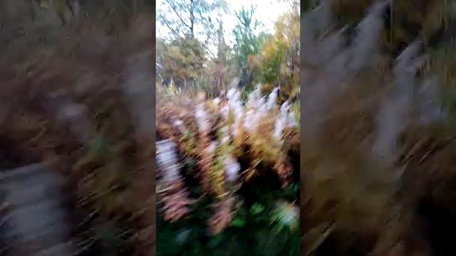 квадроцикл BRP Оутлендер 800. Катаемся по лесу. смотреть онлайн