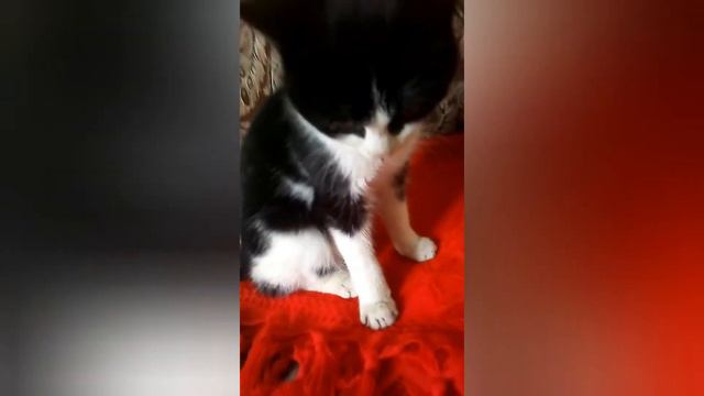 Кот учит адекватности ЧАСТЬ 1 смотреть онлайн