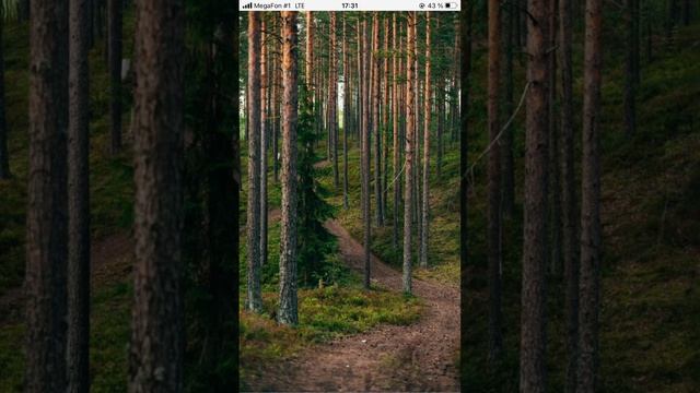 Музыка релакса. Галина Митиркина «Поющий лес» смотреть онлайн