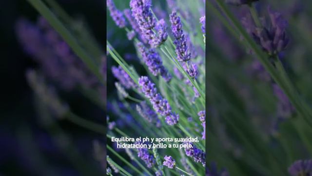 ¡5 razones para amar la LAVANDA! смотреть онлайн
