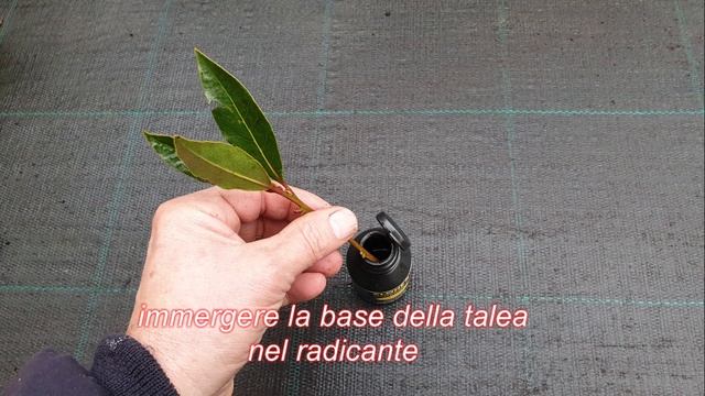 Come fare la talea di Alloro ( Laurus Nobilis ) смотреть онлайн