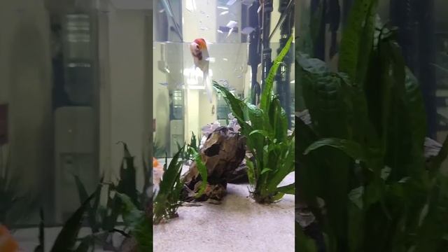 My Aquarium Setup @Office смотреть онлайн