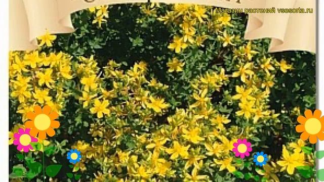 Зверобой продырявленный Солнечный. Краткий обзор, описание характеристик hypericum Solnechnyj смотреть онлайн