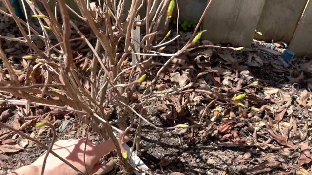 Shrubs to NOT Prune in Spring смотреть онлайн