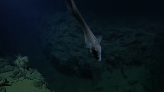 Extraterrestrials of the Seas : An Extraordinary Journey in Our Oceans | Animal Documentary смотреть онлайн