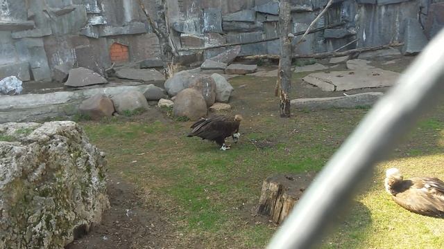 Бурый гриф Бородач (Aegypius Monachus). Московский зоопарк (Moscow Zoo).