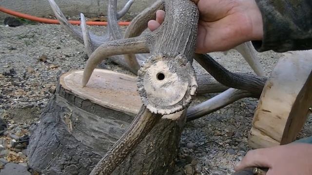 Рога оленя своими руками смотреть онлайн