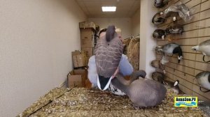 Белолобые Softplast 2021 BAS-3D