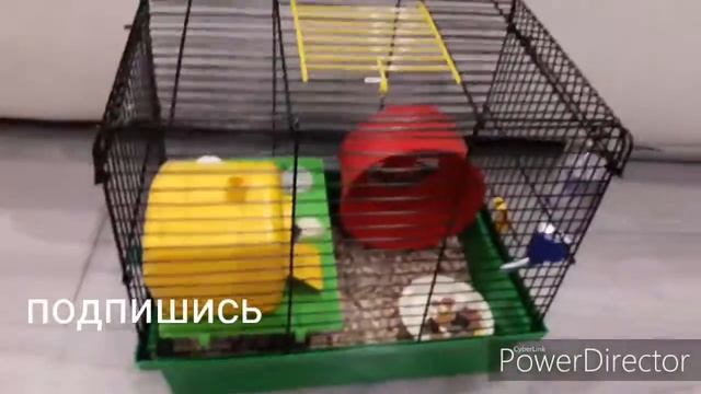 Чем нужно кормить хомяка джунгарика смотреть онлайн