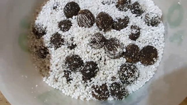 Стратификация семян. Орех черный, гинкго, сосна кедровая смотреть онлайн