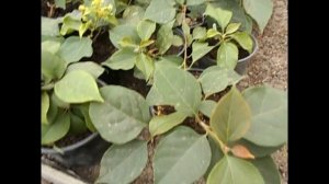 Бугенвиллия, правила выхода с периода покоя.