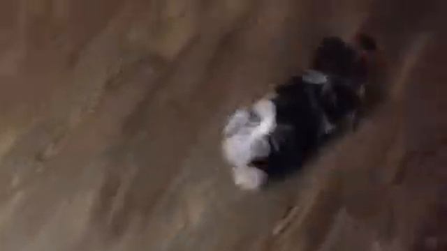 Бивер йоркширский терьер. Миниатюрная девочка. Продается.Доставка. смотреть онлайн