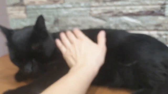 Кот ищет дом! смотреть онлайн