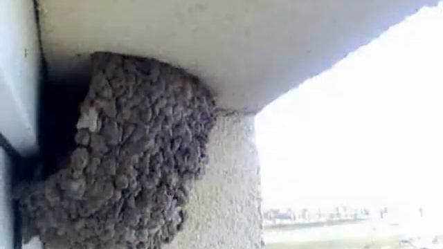 Ласточкино гнездо смотреть онлайн