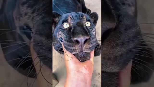 Большие кошки смотреть онлайн