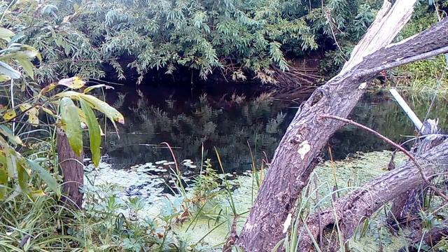 ЧЕБАК В ПРОВОДКУ / ТАЕЖНАЯ РЫБАЛКА / СИБИРСКАЯ ПЛОТВА смотреть онлайн