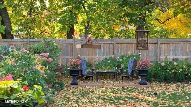 A timeless sketch of lively birds and garden colours смотреть онлайн