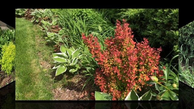 Orange Rocket Barberry | Plant Highlight 2020 (Illinois Zone 5 Garden) смотреть онлайн