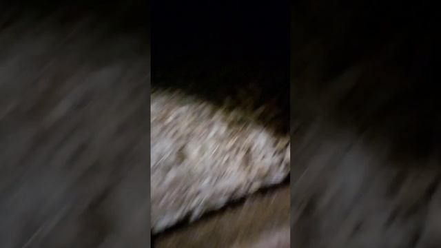 Собираем яйцо. Сколько там снесли мои девчонки сегодня? смотреть онлайн