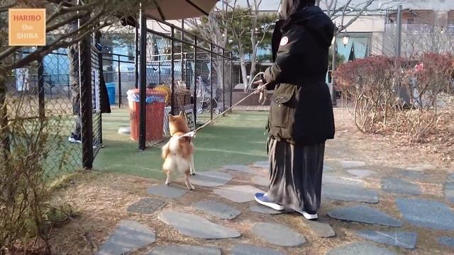 Shiba Inu Dog Staying at 5-STAR HOTEL смотреть онлайн