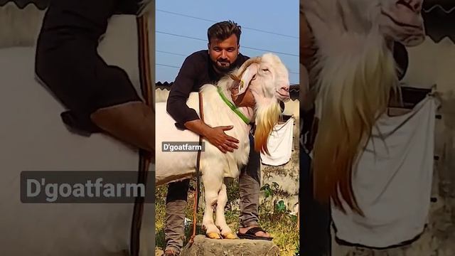 Special Goat's 😜😜😜| WHITE BOER | D GOAT FARM смотреть онлайн