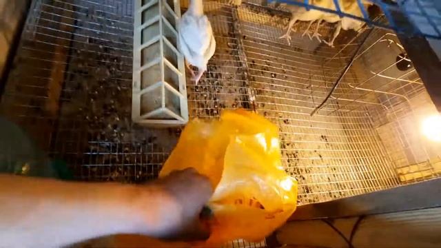 Сколько весят и сколько съели корма индюки Хайбрид Конвектор за две недели. смотреть онлайн