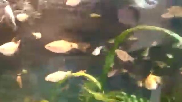 Наконец то порадовала) Моли родила! смотреть онлайн