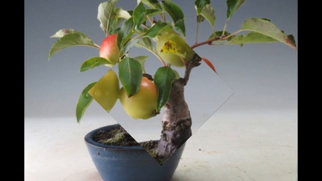 Mini Apple Fruit Bonsai Tree Seeds PART II