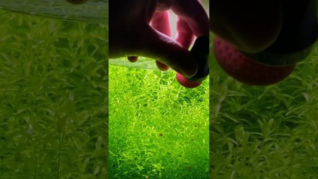 Cleaning algae in a fish bowl #fishtank #aquascape #nanotank #aquarium #plants #plantedtank #fish смотреть онлайн