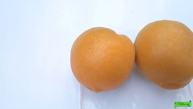 Абрикос cорт Фарбели, Астрахань 2022г смотреть онлайн