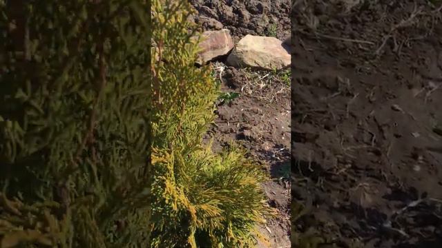 Гацания- удивительный цветок смотреть онлайн