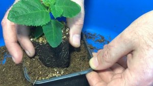 #4 Перевалка рассады платикодона | Как вырастить платикодон из семян | 2021 год