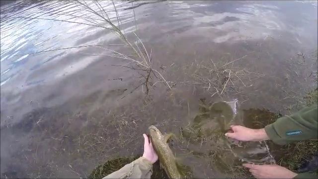 Trout Fishing With Soft Plastics | Berkley Gulp.