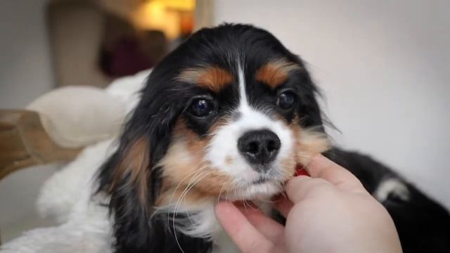 Малыш Сникерс, ✅Можно спросить ✅ Male,  You Can Ask  Порода: Кавалер Кинг Чарльз Спаниель