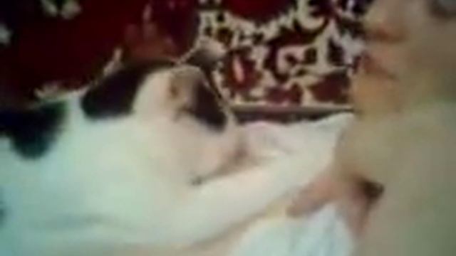 Кот моего друга сосёт титьку, смотреть всем смотреть онлайн